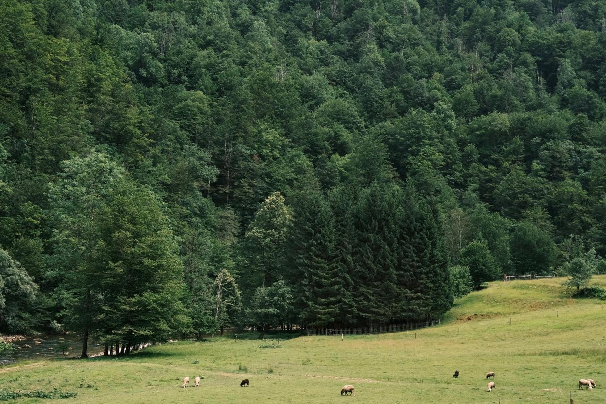 Treehouse Kupari Nacionalni Park Risnjak Cabar 외부 사진